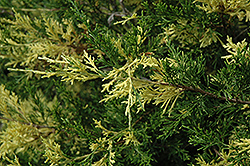 Regal Redcedar (Juniperus virginiana 'Regal') at Stonegate Gardens