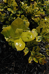 Masashi's Gold Holly (Ilex cornuta 'Masashi's Gold') at A Very Successful Garden Center