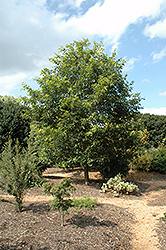 Mexican Royal Oak (Quercus germana) at A Very Successful Garden Center