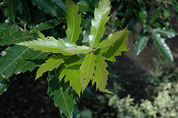 Mexican Royal Oak (Quercus germana) at Lakeshore Garden Centres