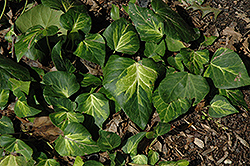 Sulphur Heart Ivy (Hedera colchica 'Sulphur Heart') at A Very Successful Garden Center