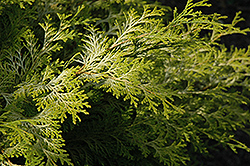 Elmwood Hinoki Falsecypress (Chamaecyparis obtusa 'Elmwood') at A Very Successful Garden Center