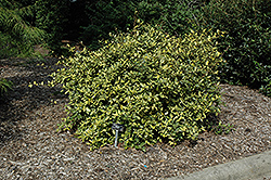 Variegated Silverberry (Elaeagnus pungens 'Maculata') at A Very Successful Garden Center