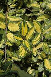 Variegated Silverberry (Elaeagnus pungens 'Maculata') at A Very Successful Garden Center