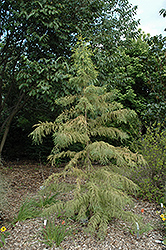 Peve Yellow Baldcypress (Taxodium distichum 'Peve Yellow') at A Very Successful Garden Center