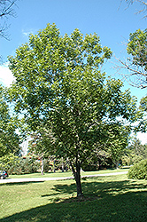 Royal Purple White Ash (Fraxinus americana 'Royal Purple') at A Very Successful Garden Center