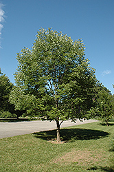 Champ Tree Green Ash (Fraxinus pennsylvanica 'National 1999') at Lakeshore Garden Centres