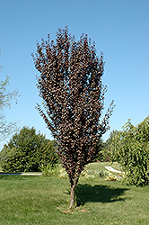 Crimson Pointe Plum (Prunus cerasifera 'Crimson Pointe') at A Very Successful Garden Center