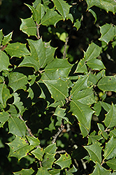 Pincushion American Holly (Ilex opaca 'Pincushion') at Lakeshore Garden Centres
