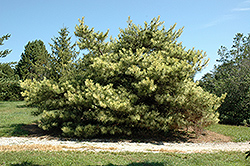 Dragon's Eye Japanese Red Pine (Pinus densiflora 'Oculus Draconis') at Lakeshore Garden Centres