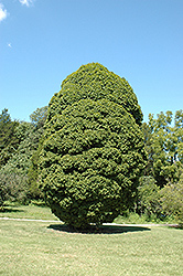 Globose European Hornbeam (Carpinus betulus 'Globosa') at A Very Successful Garden Center