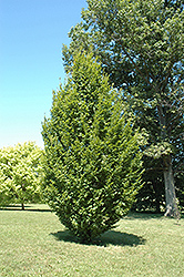 Frans Fontaine Hornbeam (Carpinus betulus 'Frans Fontaine') at Lakeshore Garden Centres