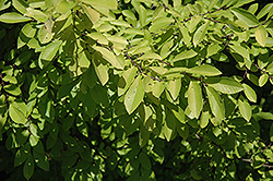 Golden Rey Elm (Ulmus parvifolia 'Golden Rey') at A Very Successful Garden Center