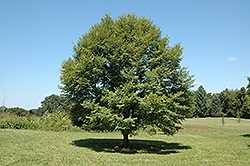 Japanese Elm (Ulmus japonica) at Stonegate Gardens