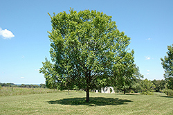 Lacebark Elm (Ulmus parvifolia) at A Very Successful Garden Center
