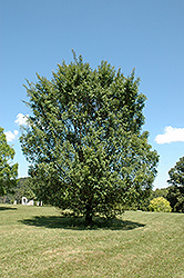 Athena Elm (Ulmus parvifolia 'Athena') at Stonegate Gardens