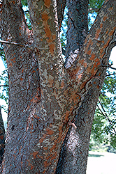 Zettler Elm (Ulmus parvifolia 'Zettler') at A Very Successful Garden Center