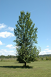 Skymaster English Oak (Quercus robur 'Pyramich') at A Very Successful Garden Center