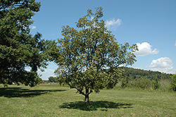 Cutleaf Japanese Emperor Oak (Quercus dentata 'Pinnatifida') at A Very Successful Garden Center