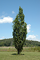 Skyrocket English Oak (Quercus robur 'Skyrocket') at Stonegate Gardens