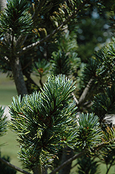 Dwarf Blue Japanese Pine (Pinus parviflora 'Glauca Nana') at Stonegate Gardens