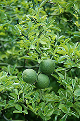 Japanese Bitter Orange (Poncirus trifoliata) at Stonegate Gardens