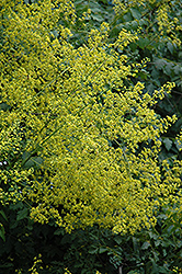 September Golden Rain Tree (Koelreuteria paniculata 'September') at A Very Successful Garden Center