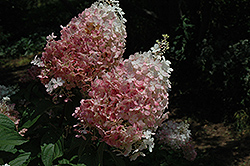 Fraise Melba Hydrangea (Hydrangea paniculata 'Renba') at A Very Successful Garden Center