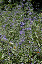 Bluebeard (Caryopteris x clandonensis) at Lakeshore Garden Centres