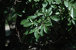 Yatsubusa Elm (Ulmus parvifolia 'Yatsubusa') at Stonegate Gardens