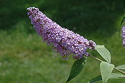 Fascinating Butterfly Bush (Buddleia davidii 'Fascinating') at A Very Successful Garden Center