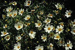 Star Cluster Tickseed (Coreopsis 'Star Cluster') at A Very Successful Garden Center