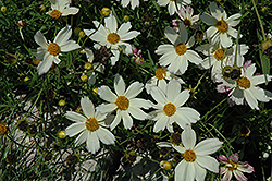Cosmic Evolution Tickseed (Coreopsis 'Cosmic Evolution') at A Very Successful Garden Center