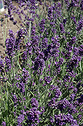 French Perfume Lavender (Lavandula angustifolia 'French Perfume') at Lakeshore Garden Centres