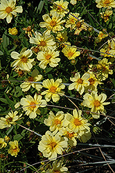 Galaxy Tickseed (Coreopsis 'Galaxy') at A Very Successful Garden Center