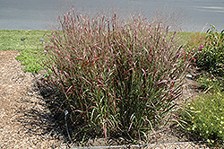 Prairie Fire Red Switch Grass (Panicum virgatum 'Prairie Fire') at A Very Successful Garden Center