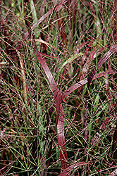 Prairie Fire Red Switch Grass (Panicum virgatum 'Prairie Fire') at Stonegate Gardens