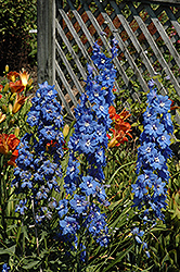 Cobalt Dreams Larkspur (Delphinium 'Cobalt Dreams') at A Very Successful Garden Center
