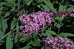 Monarch Jousting Jester Butterfly Bush (Buddleia 'Jousting Jester') at Lakeshore Garden Centres