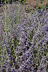 Peek-A-Blue Russian Sage (Perovskia atriplicifolia 'Peek-A-Blue') at A Very Successful Garden Center