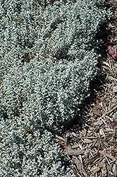 Yo Yo Snow-In-Summer (Cerastium tomentosum 'Yo Yo') at The Mustard Seed