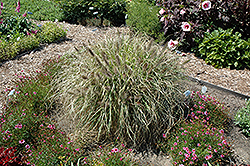 Ginger Love Fountain Grass (Pennisetum alopecuroides 'Ginger Love') at A Very Successful Garden Center