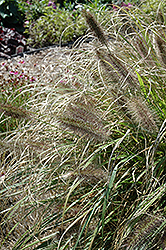 Ginger Love Fountain Grass (Pennisetum alopecuroides 'Ginger Love') at A Very Successful Garden Center