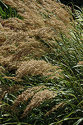Silver Spike Grass (Achnatherum calamagrostis) at Lakeshore Garden Centres