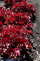 Dolce Creme Brulee Coral Bells (Heuchera 'Tnheu041') at Stonegate Gardens