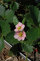 Gasana Strawberry (Fragaria 'Gasana') at Lakeshore Garden Centres