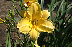 New In Town Daylily (Hemerocallis 'New In Town') at Stonegate Gardens