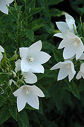 Fuji White Balloon Flower (Platycodon grandiflorus 'Fuji White') at Stonegate Gardens