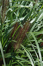 Red Head Fountain Grass (Pennisetum alopecuroides 'Red Head') at A Very Successful Garden Center