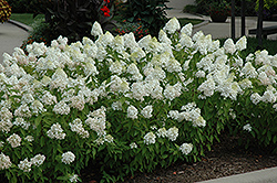 Sweet Summer Hydrangea (Hydrangea paniculata 'Sweet Summer') at Stonegate Gardens